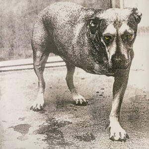Alice In Chains – Alice In Chains (Highlighter Yellow Vinyl)